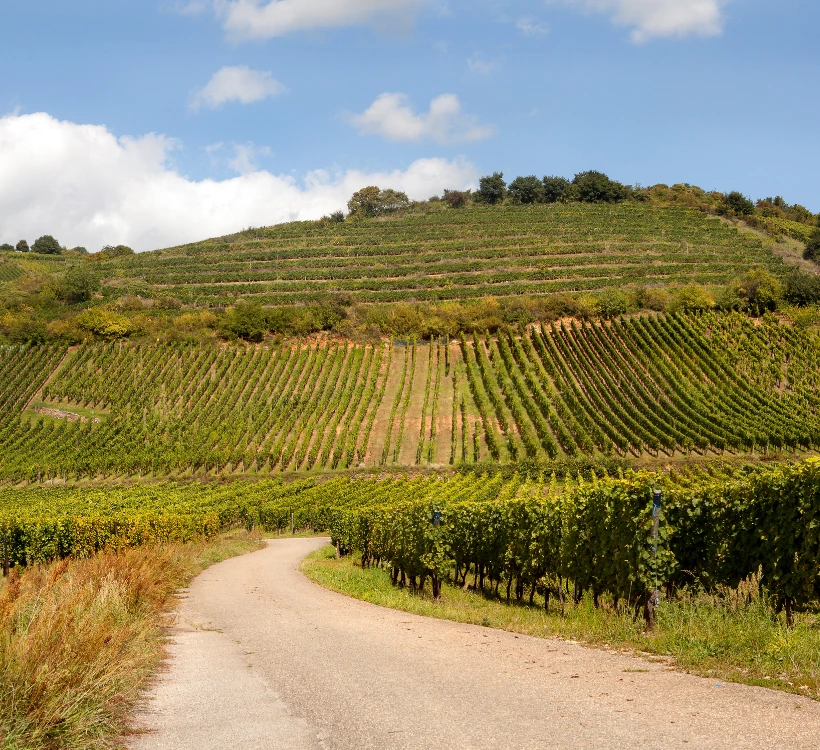 L'Alsace et la route des vins
