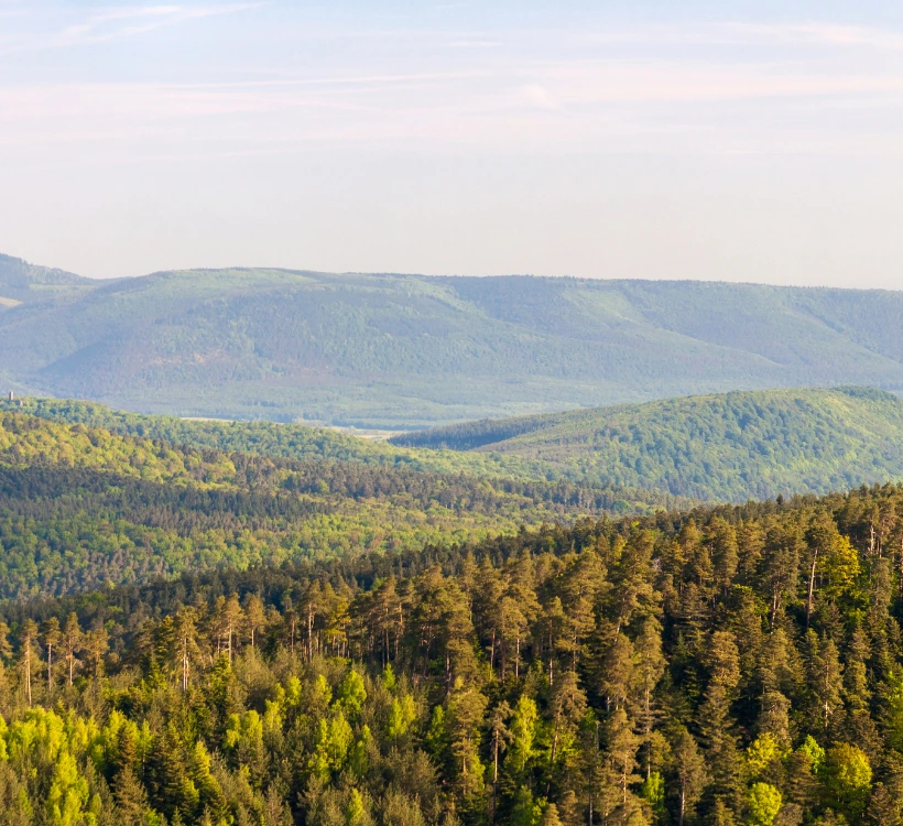 Sylvothérapie - forêt des Vosges