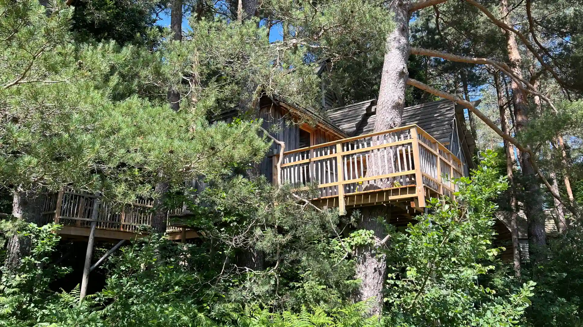 Baumhaus La Double mit lebender Buche im Innenraum – Cabanes Nids des Vosges Champdray