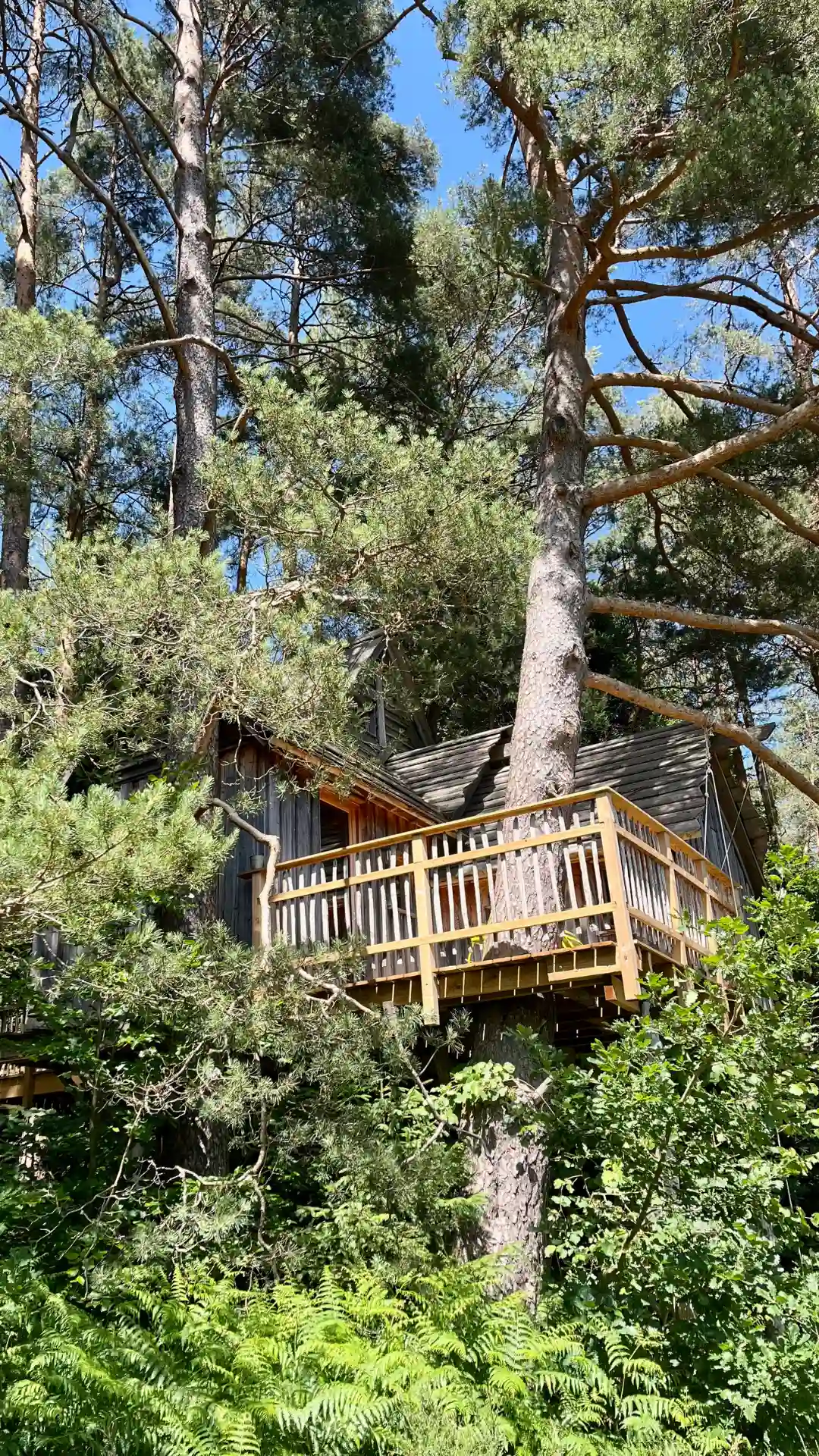 Baumhaus La Double mit lebender Buche im Innenraum – Cabanes Nids des Vosges Champdray