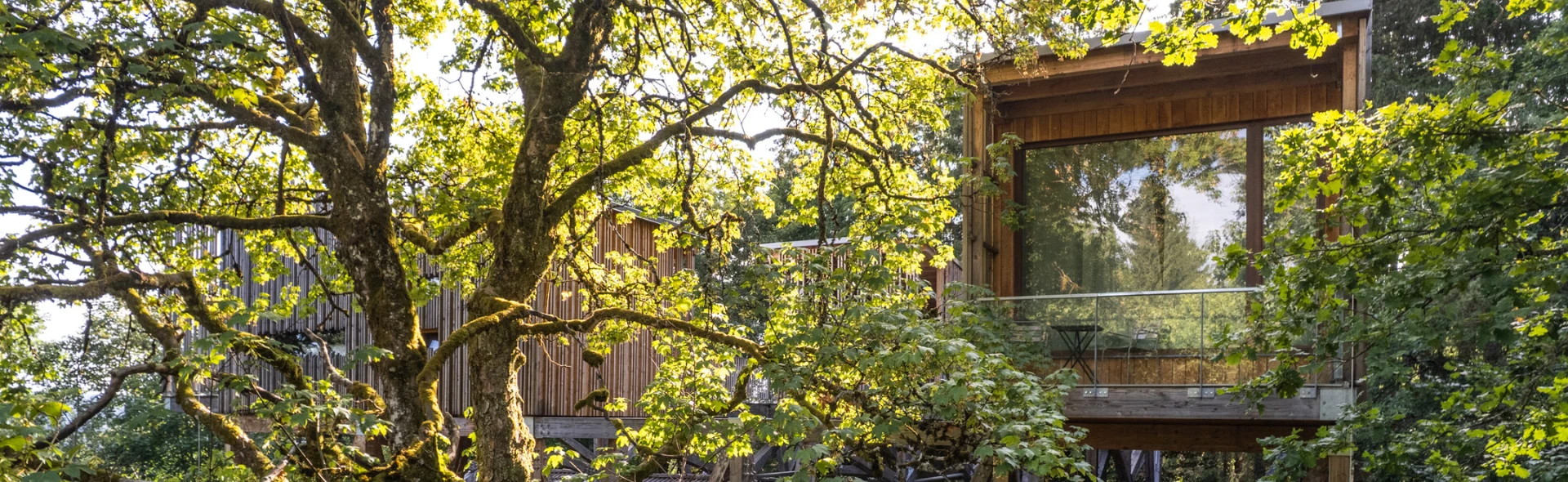 Cabane Forêt 2 perchée dans un érable centenaire – Villa Forêt & Spa Nids des Vosges