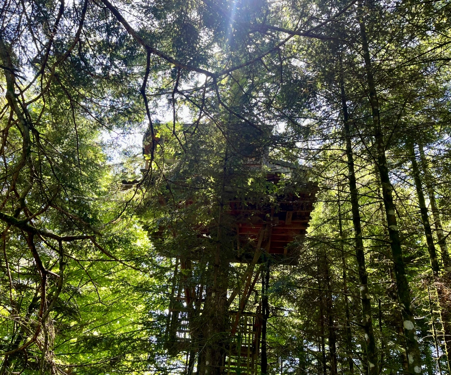 Cabane L'Observatoire perchée à 10 mètres dans un sapin des Vosges – Nids des Vosges