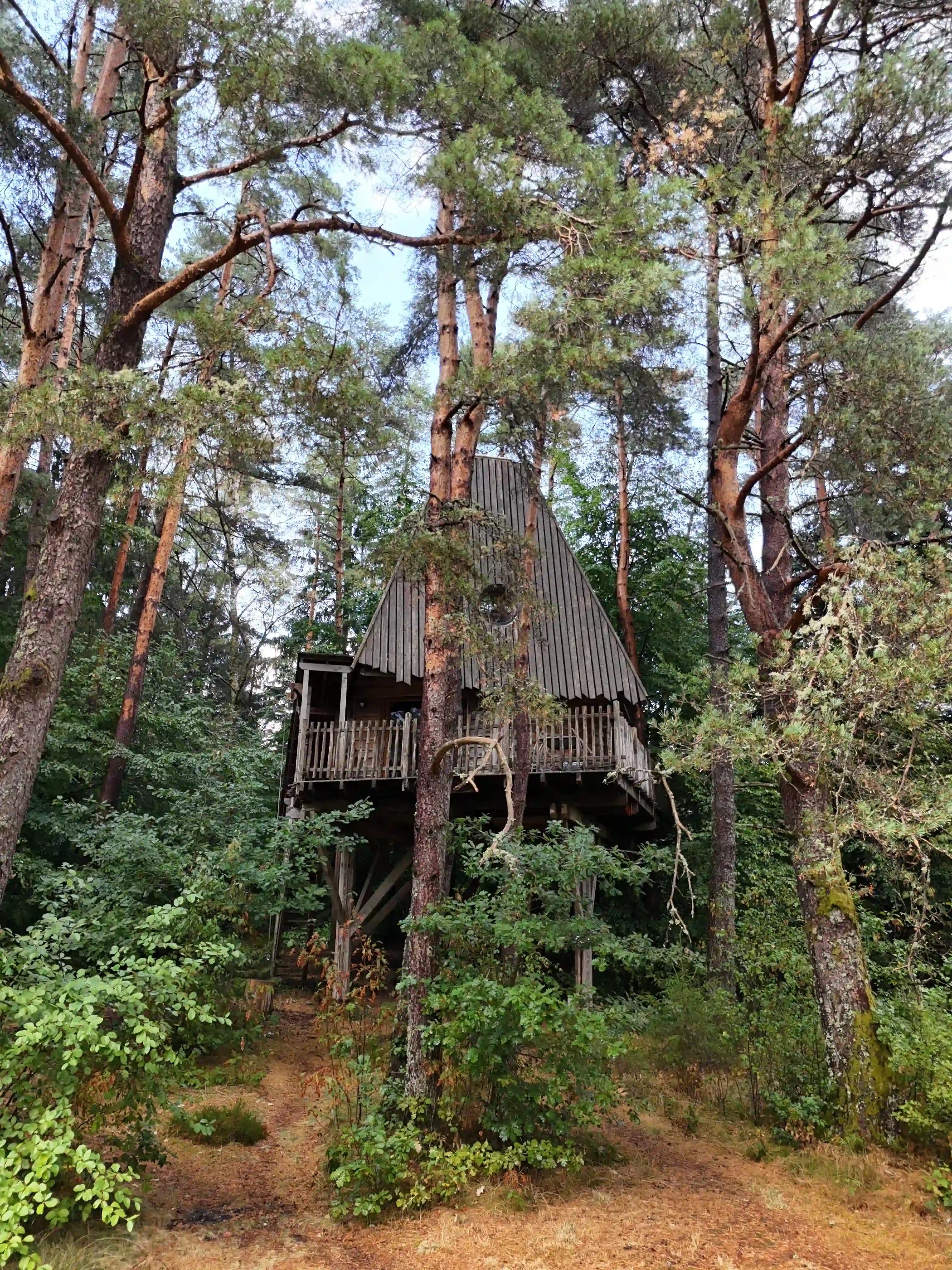 Cabane dans les arbres entourée de sapins en été – Vosges Grand Est