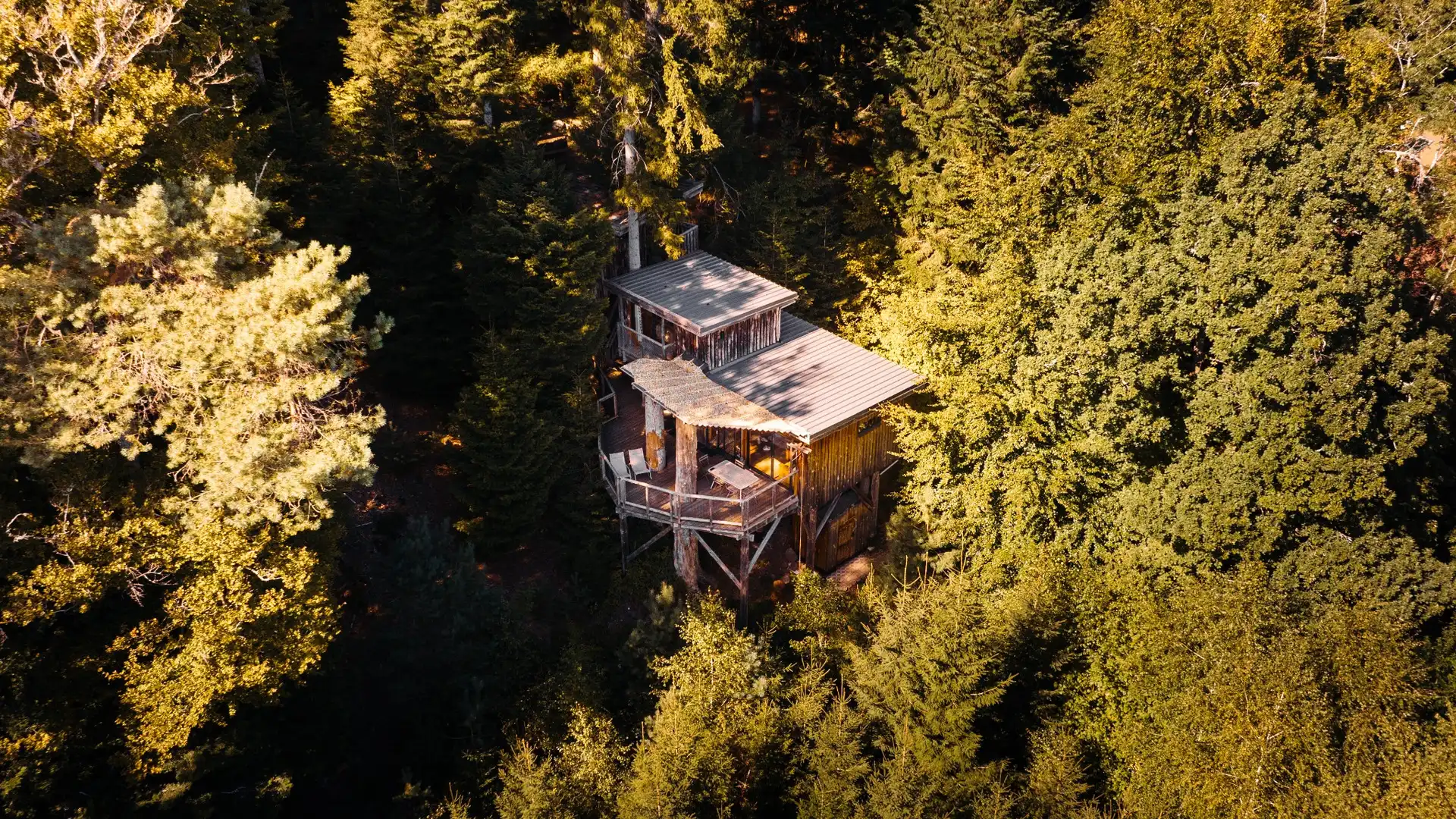 Cabane dans les arbres entourée de sapins en été – Vosges Grand Est