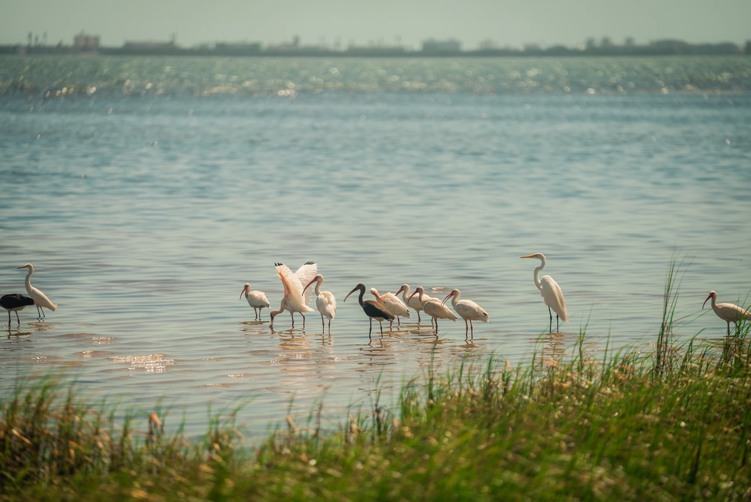 Herons and ibises wading in shallow water along a grassy shoreline