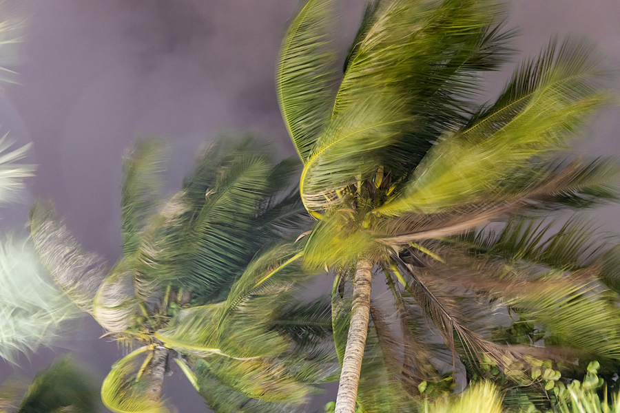 Palm trees whipped by hurricane-force wind under a heavy sky