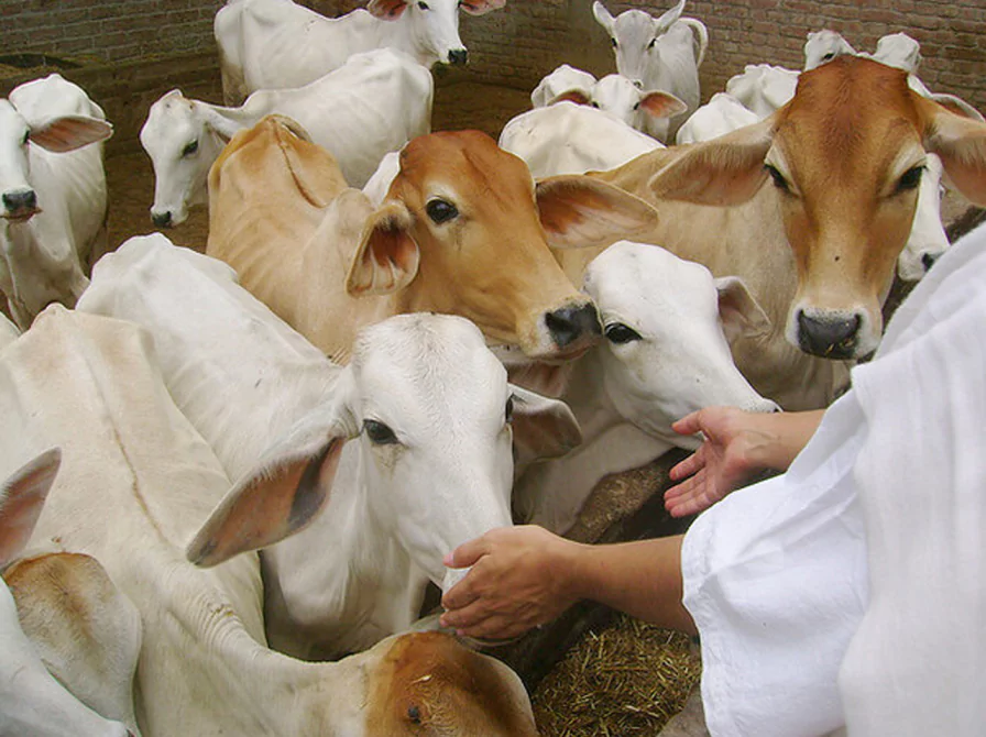 Donation for Cow Protection