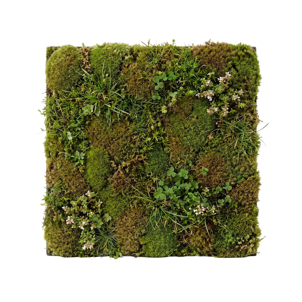 Moss