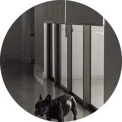 Black French bulldog standing indoors near a glass wall with vertical blinds.