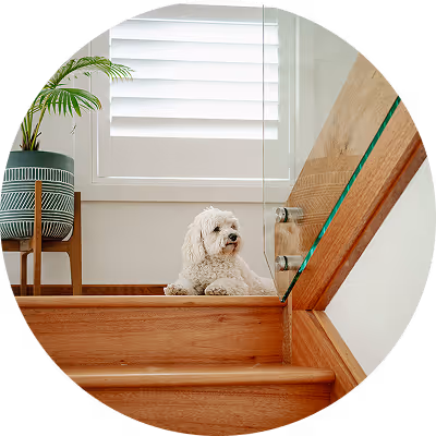 Small white dog sitting on wooden stairs near a glass railing and a potted plant by a window.