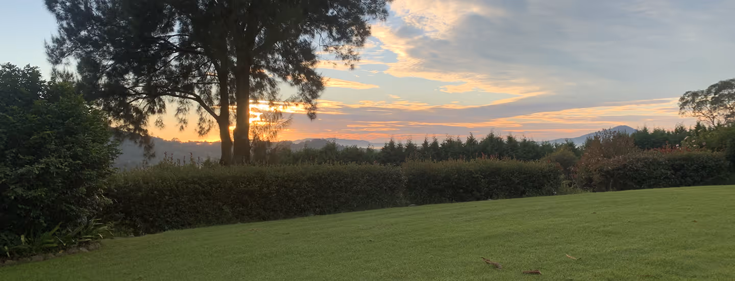 Sunset behind a large tree with bushes and a grassy lawn in the foreground