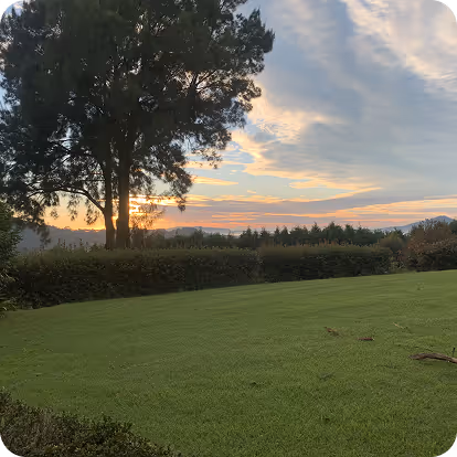 Sunset sky behind large tree over green lawn and shrubbery in a natural landscape.