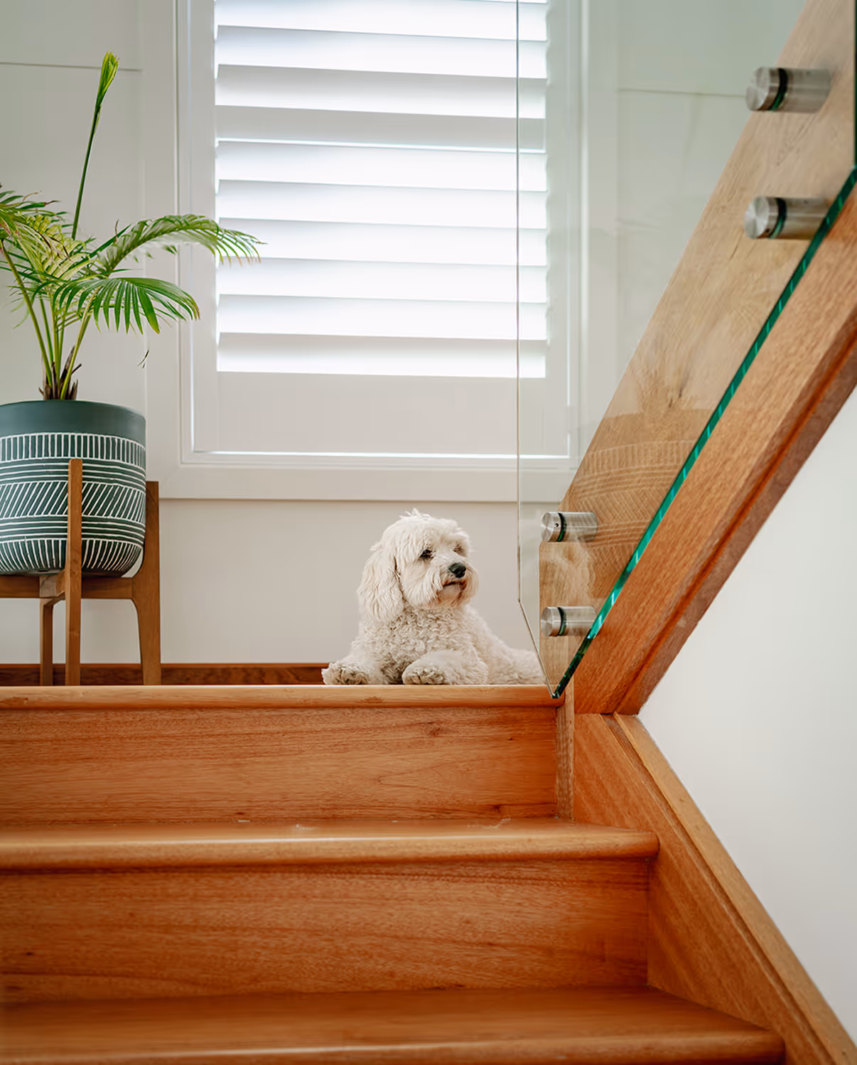 White fluffy dog lying on top wooden stair next to a green potted plant and window with shutters.