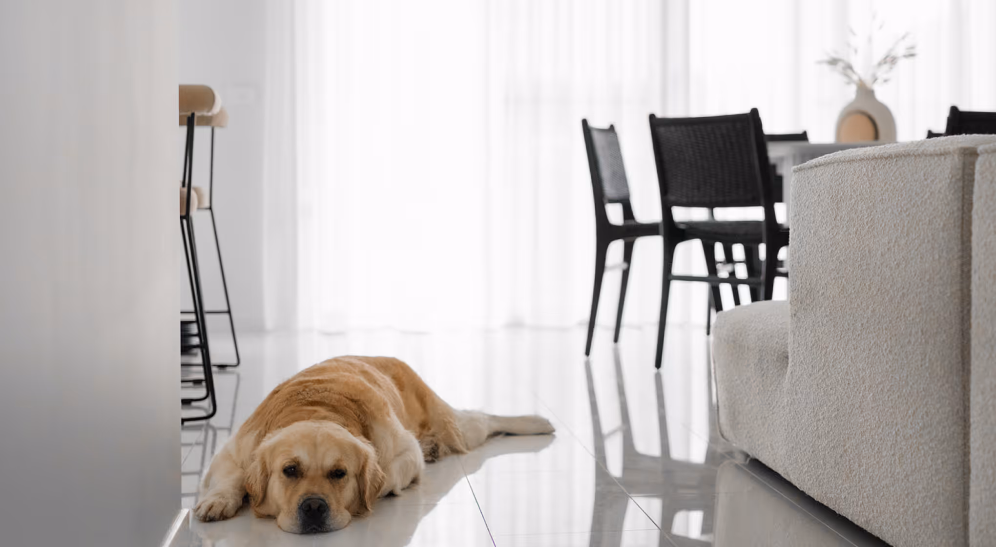 Golden retriever lying on shiny white floor in a modern living room with chairs and sofa.