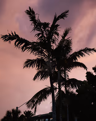 Silhouette di alte palme contro un cielo nuvoloso viola e rosa al tramonto.