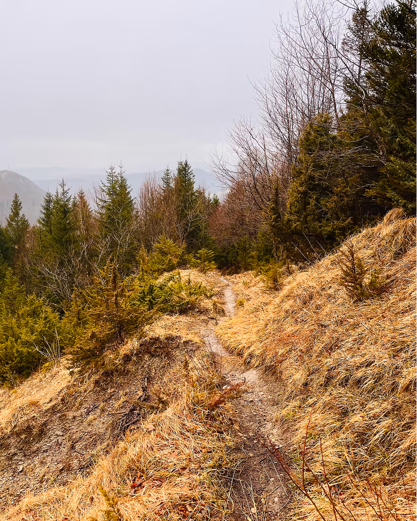 Narrow dirt trail winding through dry grassy hillside and evergreen trees on a cloudy day.