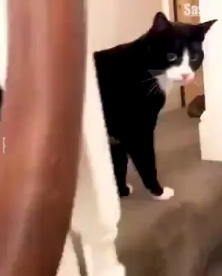Slippers the tuxedo cat looking startled and guilty inside a house, from the viral 'You stupid cat' video