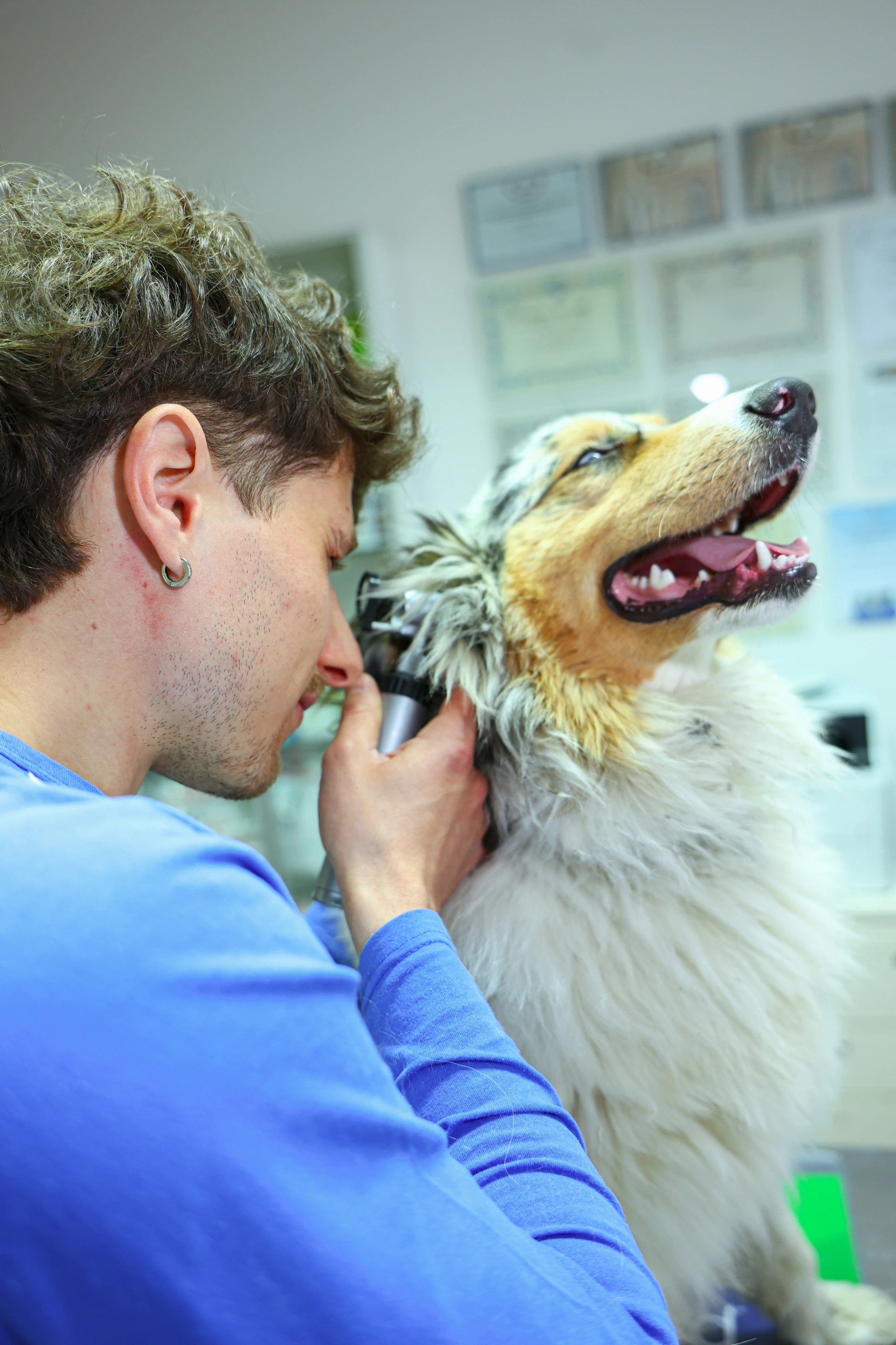 Visita con otoscopio a un cane