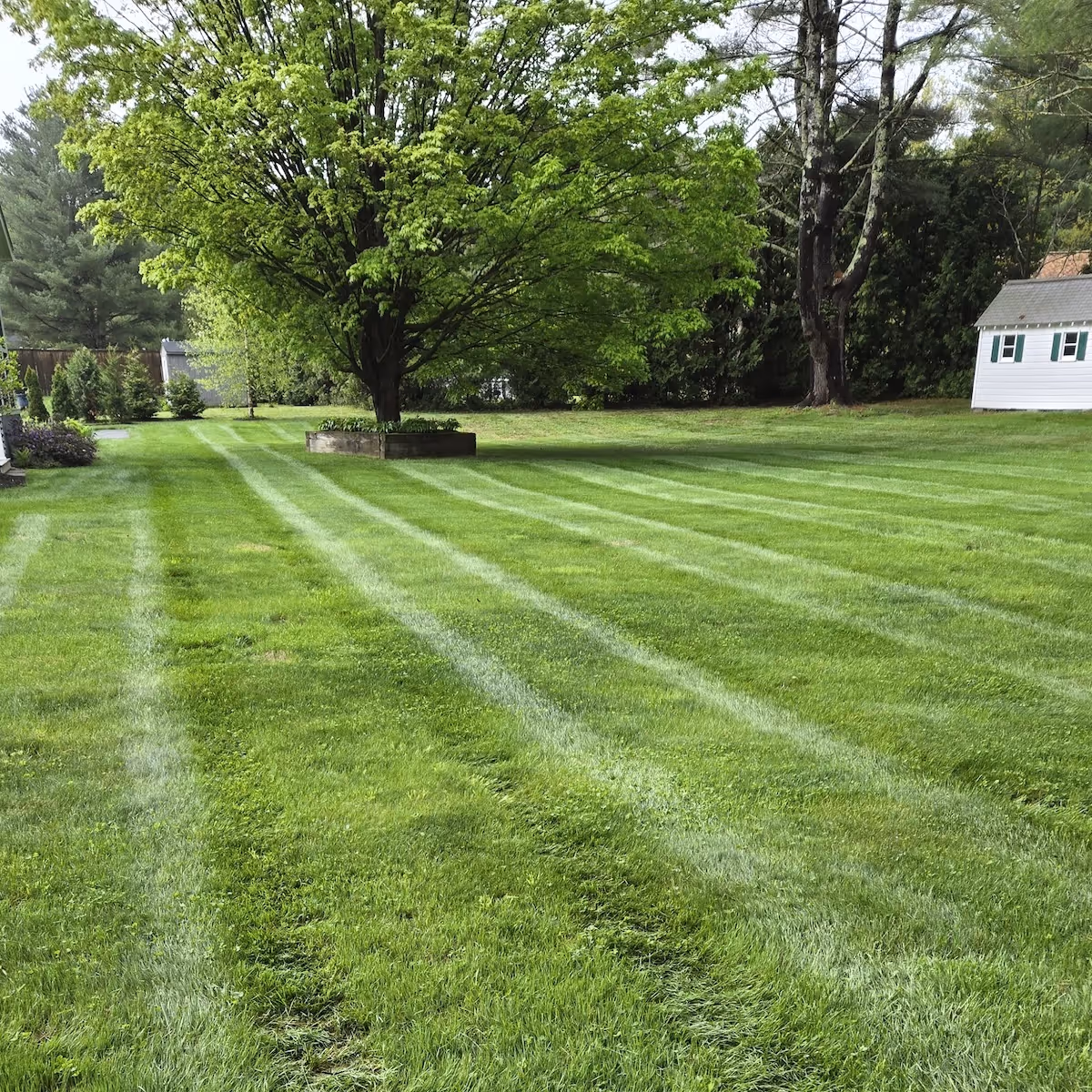 Professional lawn fertilization services for thick green grass near me
