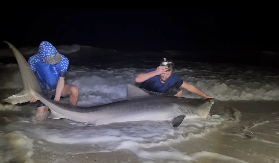 Successful shark landing using SharkLeash rig