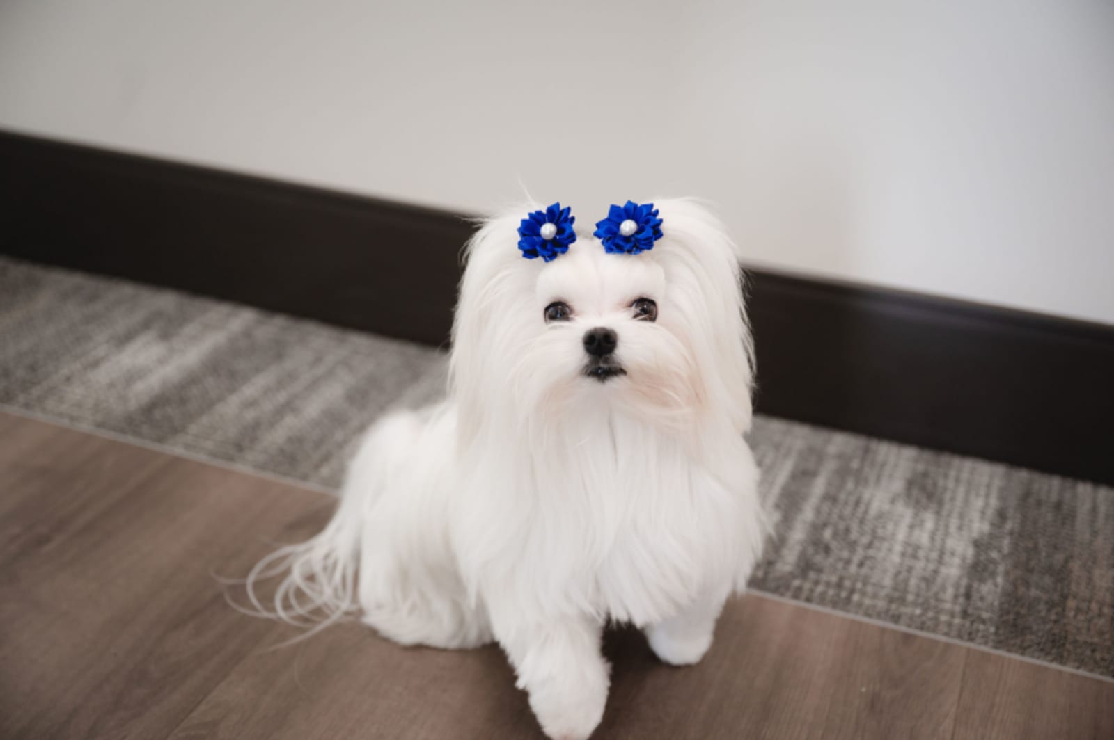 White fluffy dog wearing blue bow accessories sitting on hallway floor