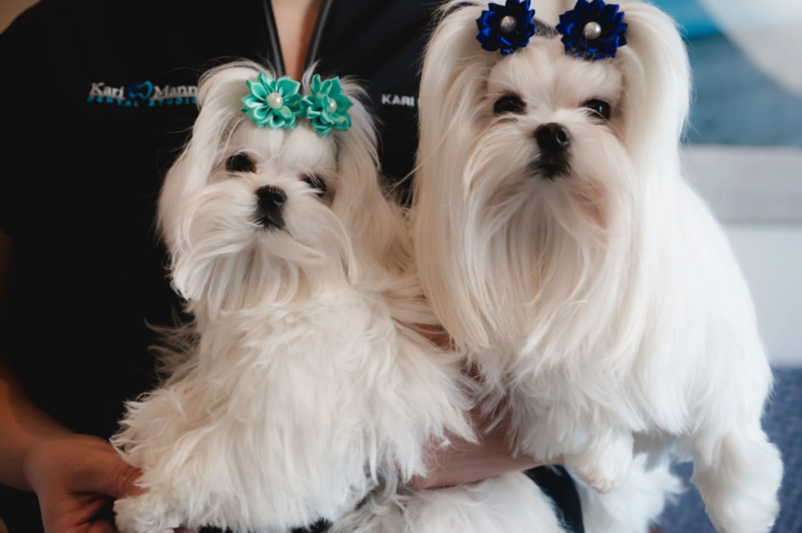 Two fluffy white therapy dogs with bows sitting together with a staff member
