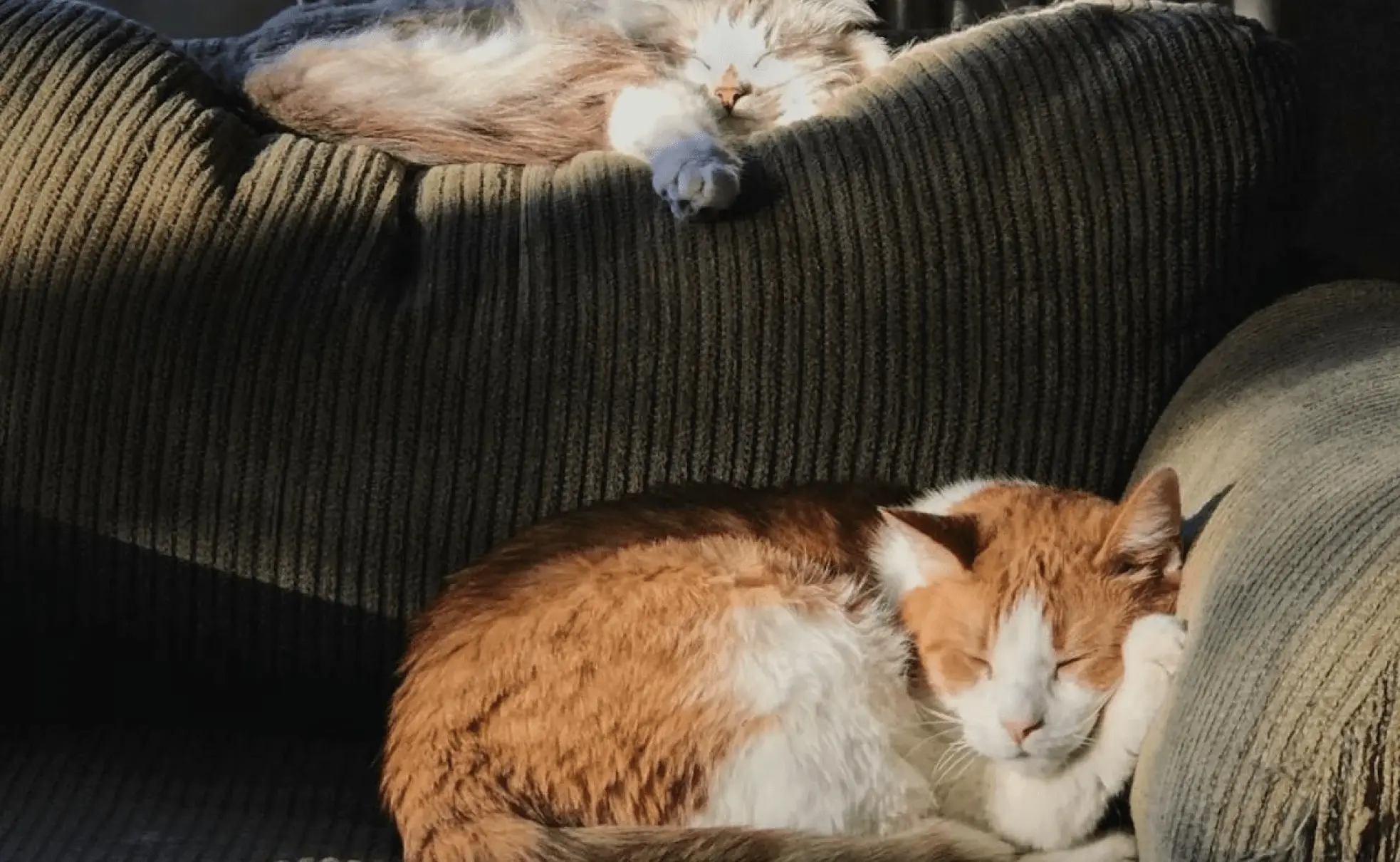 Two cats peacefully sleeping on a couch and enjoying the sunlight 