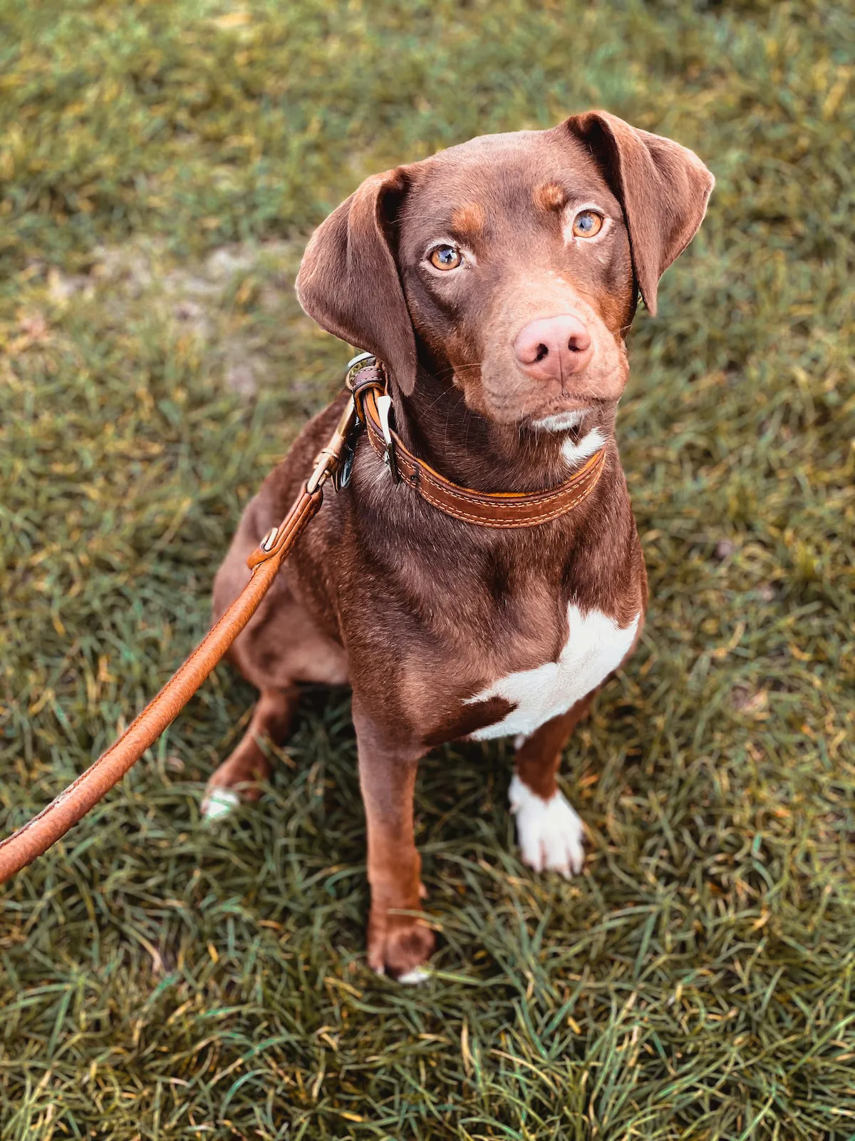 Brown dog on lead sitting on grass during a daily walk