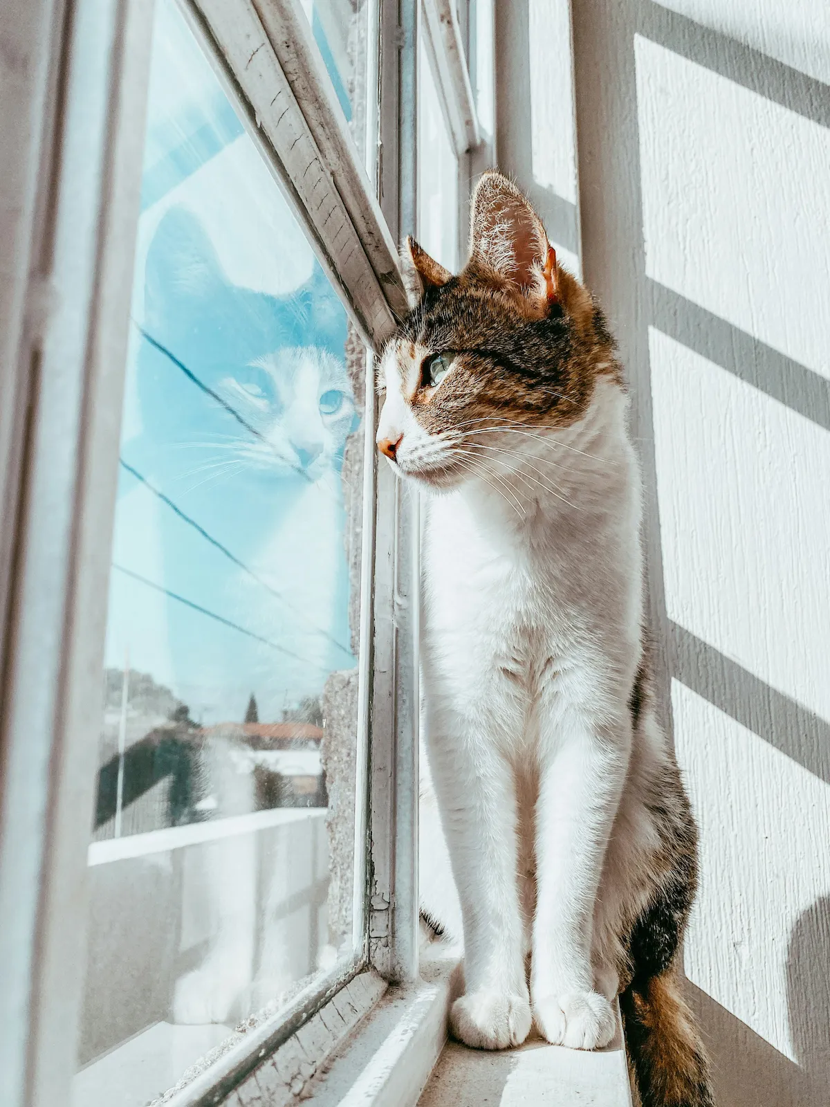 Indoor cat sitting on a windowsill looking out of an open window
