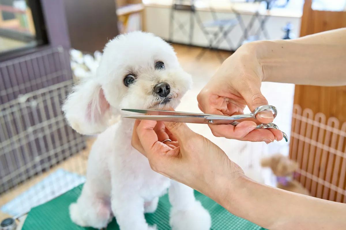 Professional dog groomer trimming a white Bichon Frise with scissors