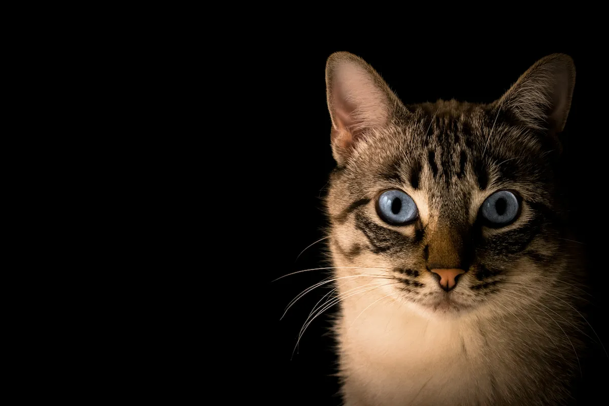 Tabby cat with striking blue eyes looking directly at camera against a dark background