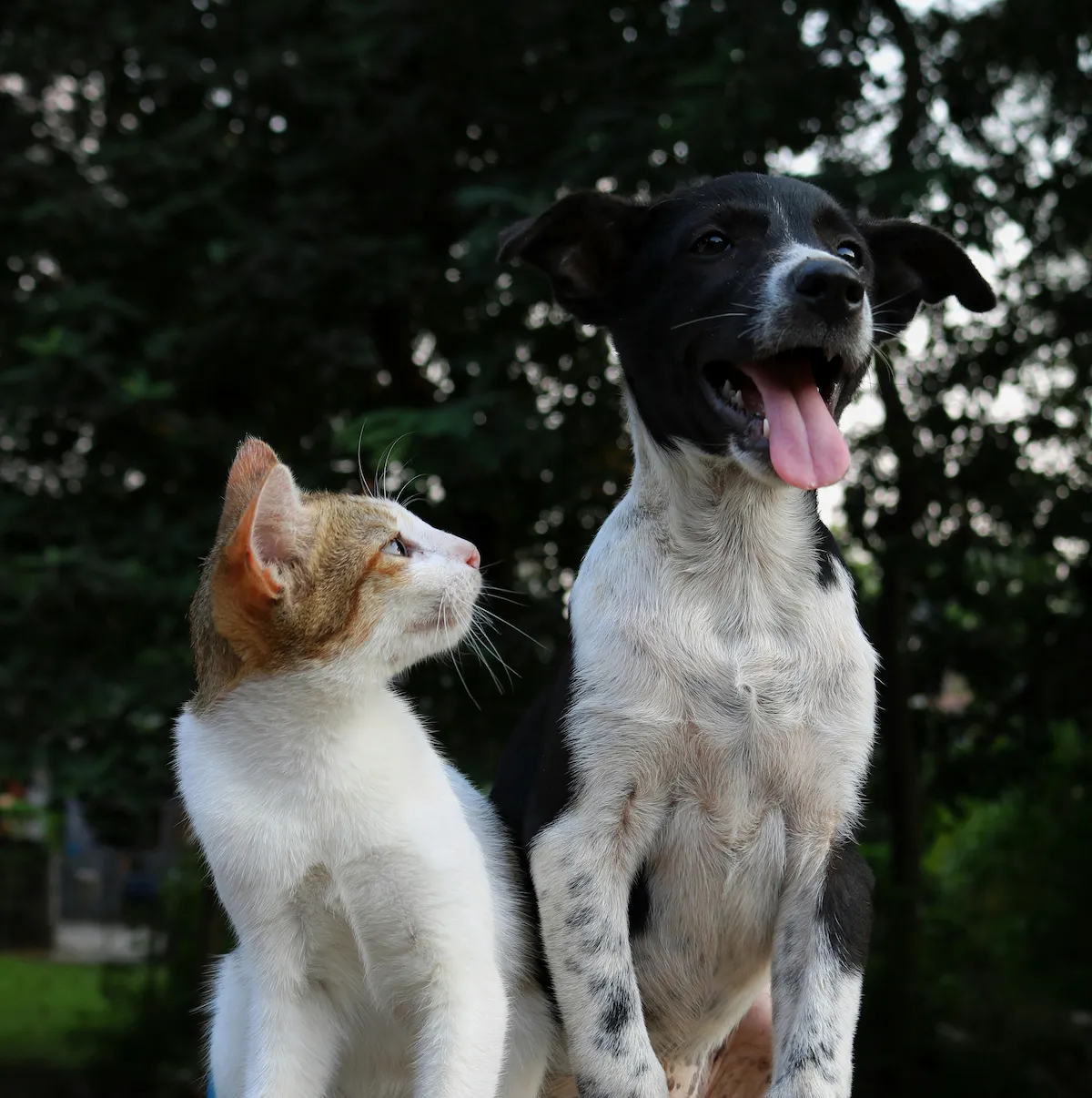 A ginger cat and a black and white dog side by side outdoors, the dog with its mouth open and tongue out