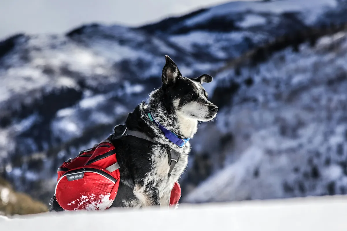 A search and rescue working dog wearing a Ruffwear pack in a snowy alpine landscape