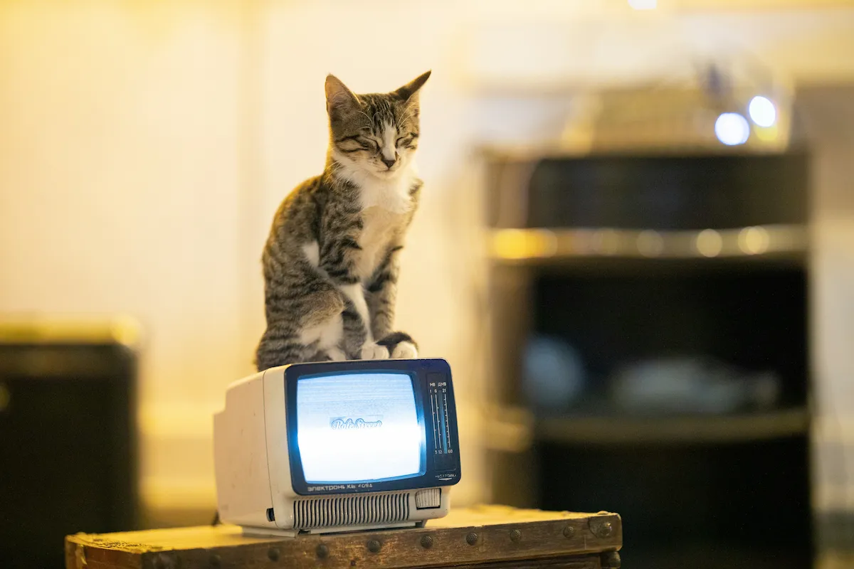 A tabby sitting on top of a vintage CRT television set