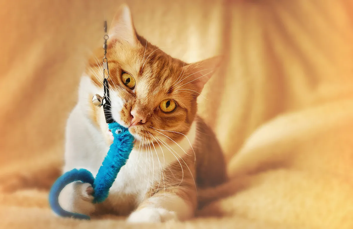 Cat With Toy 