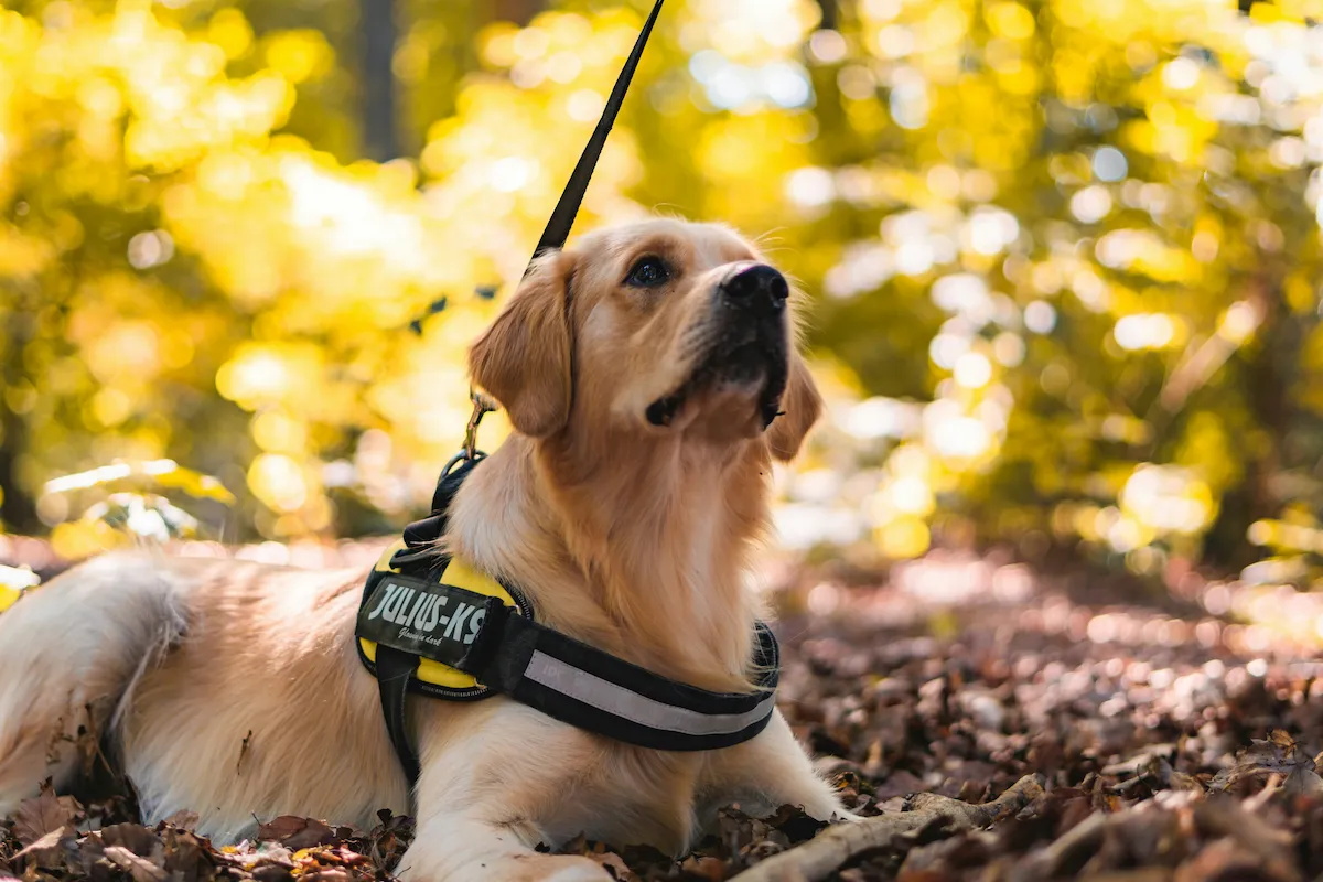 labrador lying in the woods wiearing a julius k9 harness
