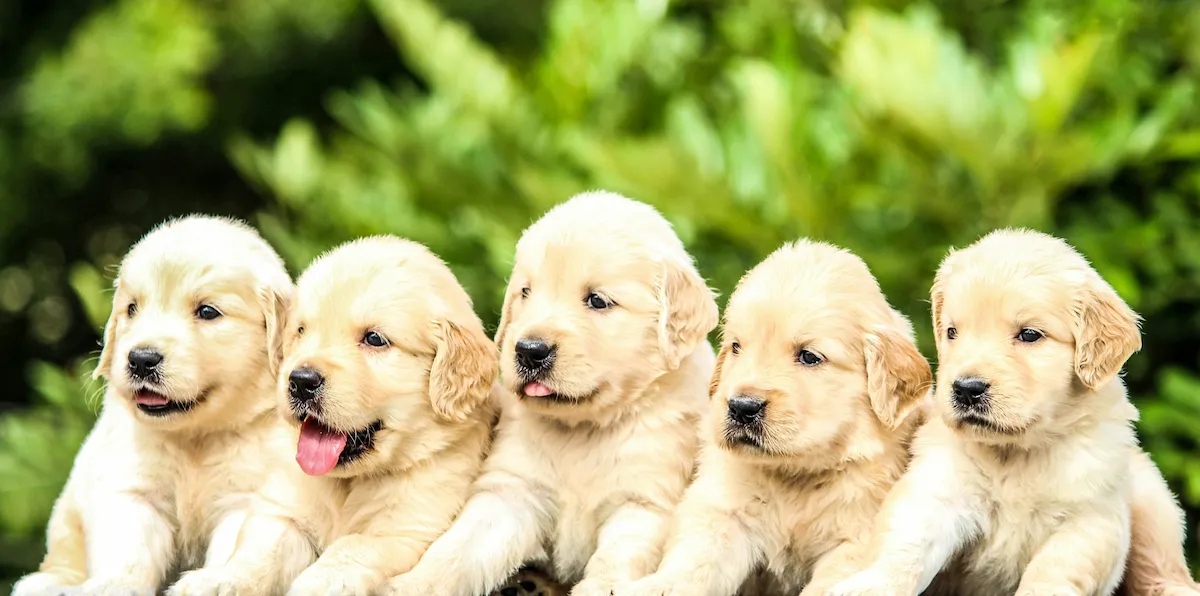 Five Golden Retriever puppies sitting in a row