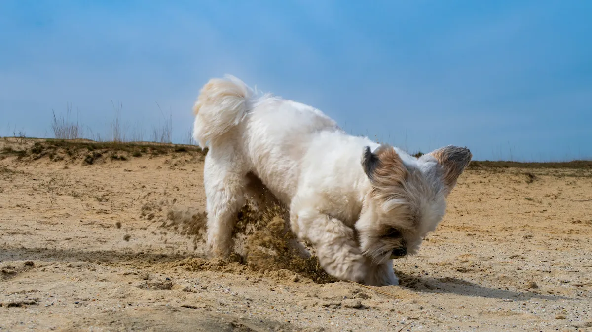 white dog digging in the sand