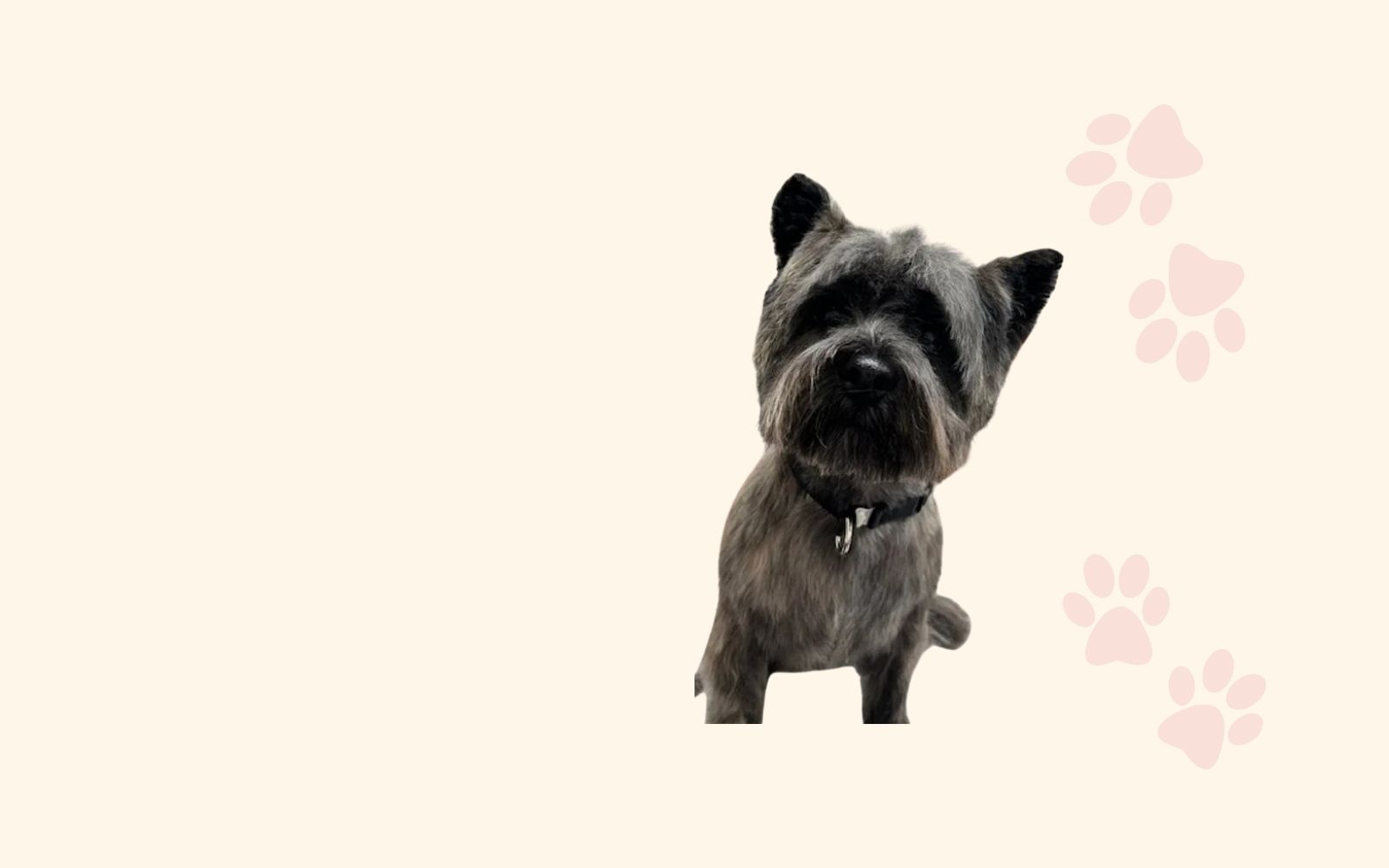 Muddy Paws Grooming brand — groomed terrier with paw print pattern