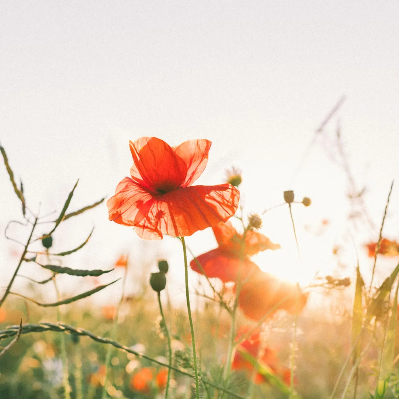 Bright orange poppy flowers in a sunlit field with a glowing morning or evening sky.