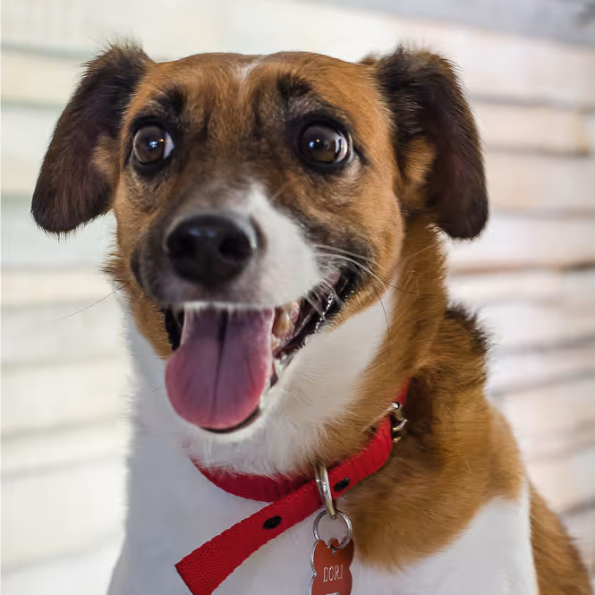 50,000 razones para adoptar.