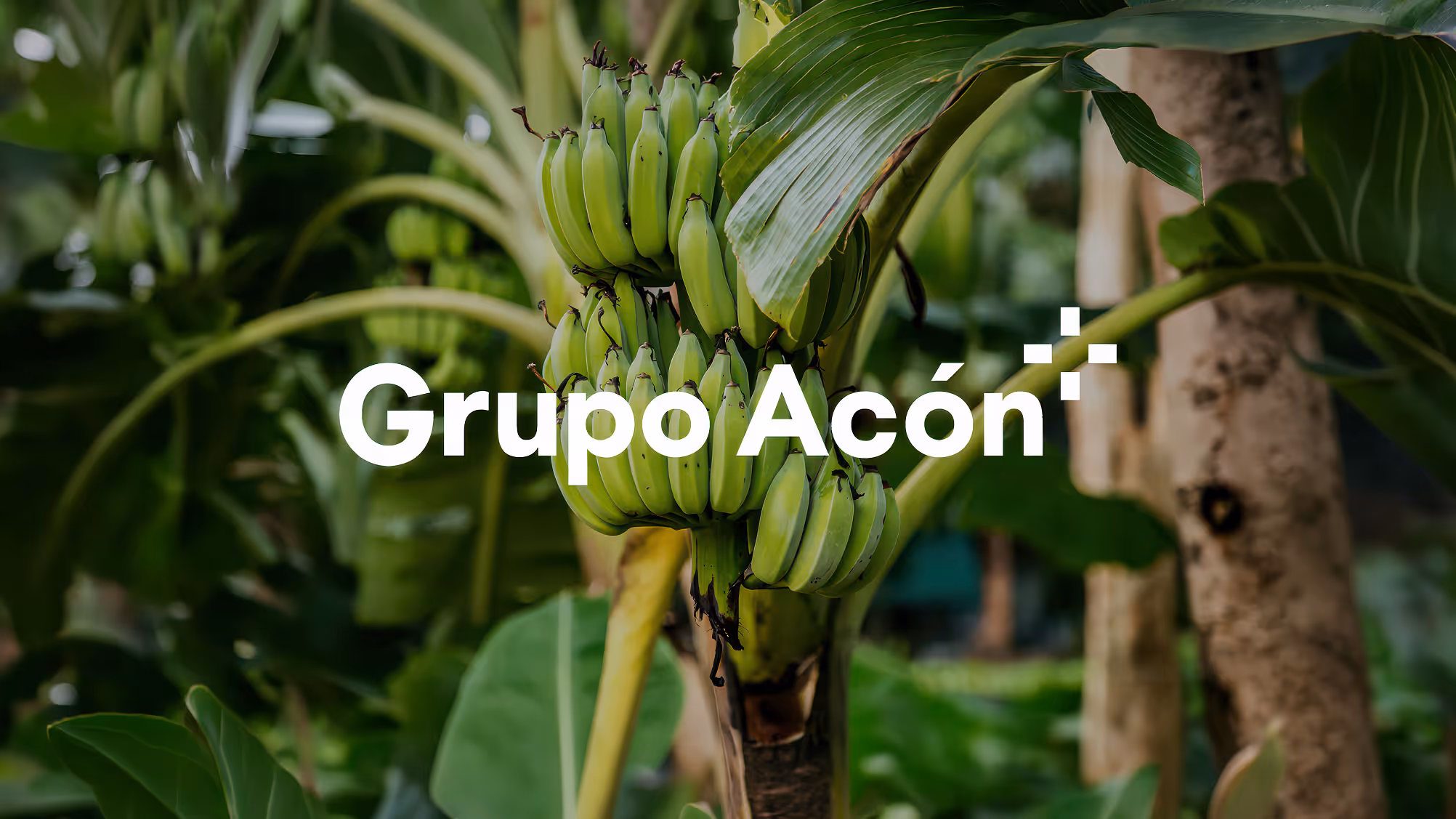 Grupo Acón