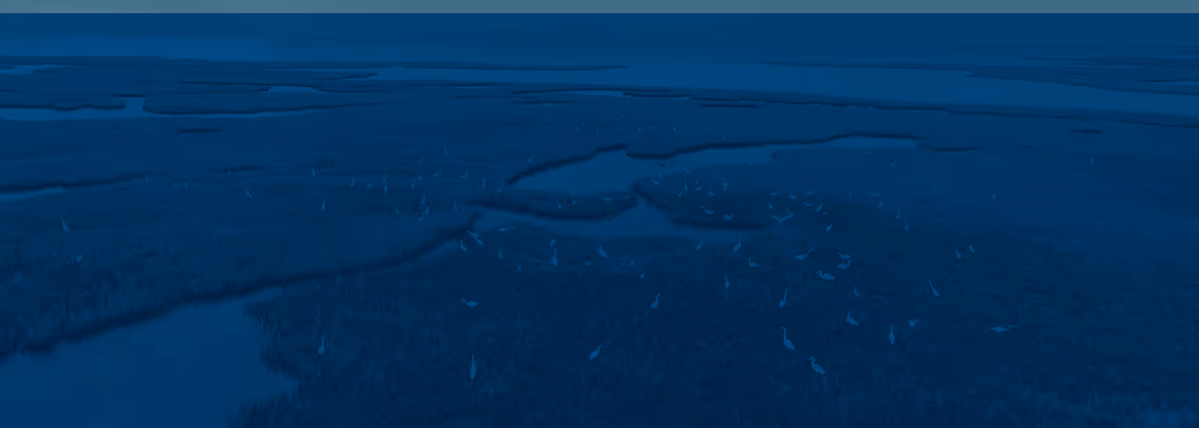 Aerial view of a coastal marshland with numerous white birds scattered across grassy patches and waterways.