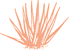 Illustration of a single orange-colored agave or desert plant with long, pointed leaves radiating outward from the base.