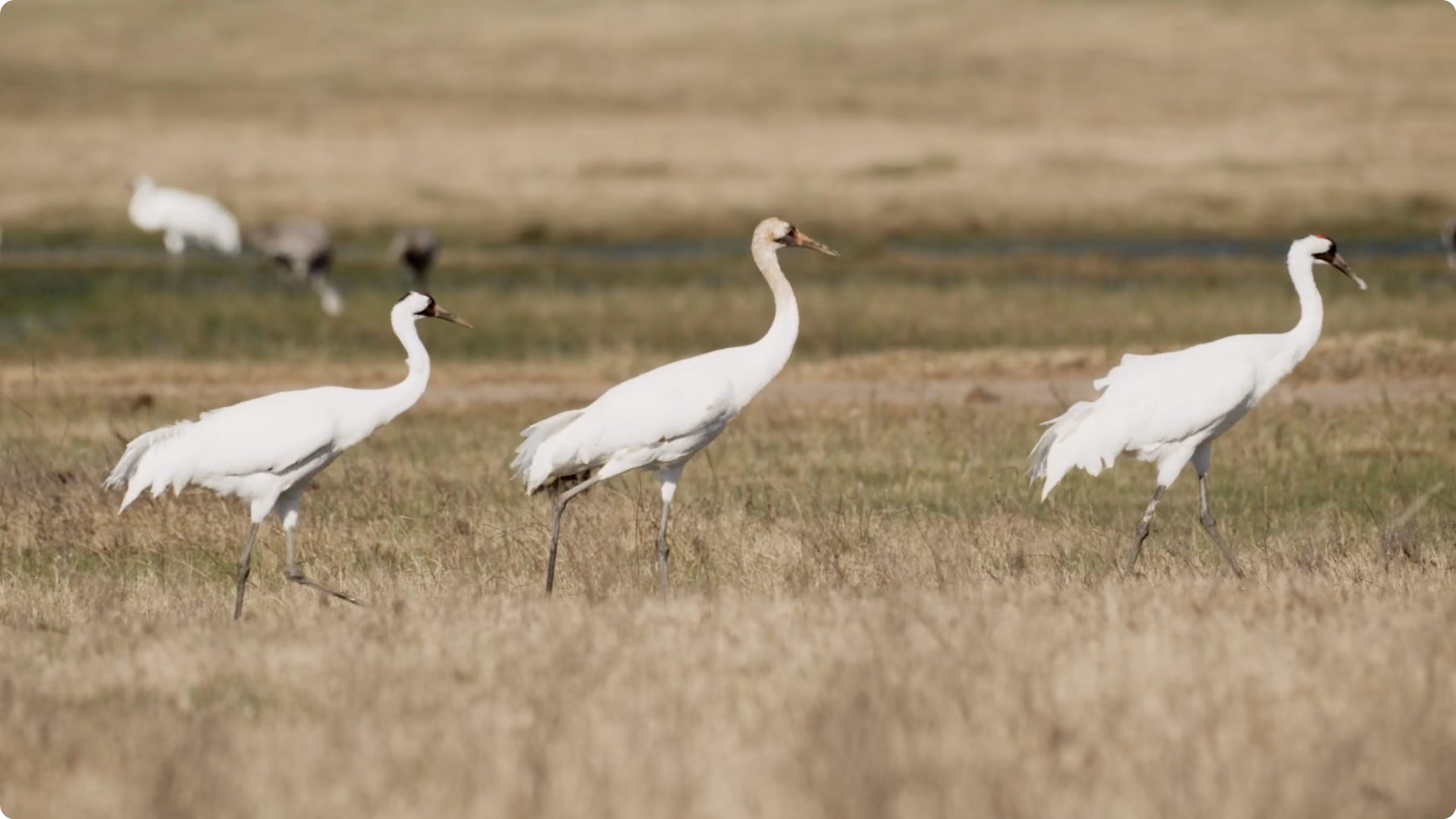 Three white cranes standing and walking in dry grass near a water body, with blurred birds in the background.