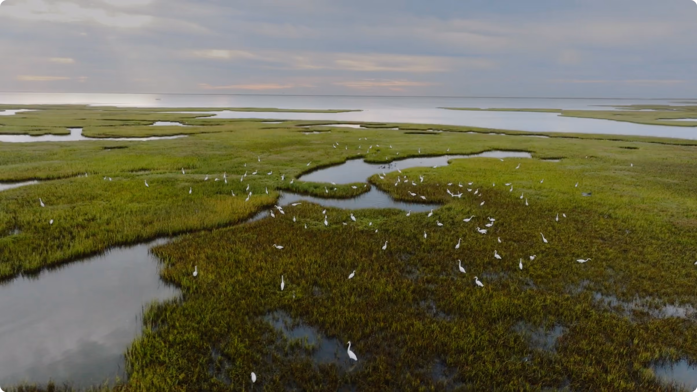 Aerial view of a coastal marshland with green grassy areas separated by winding water channels and many white birds scattered throughout.