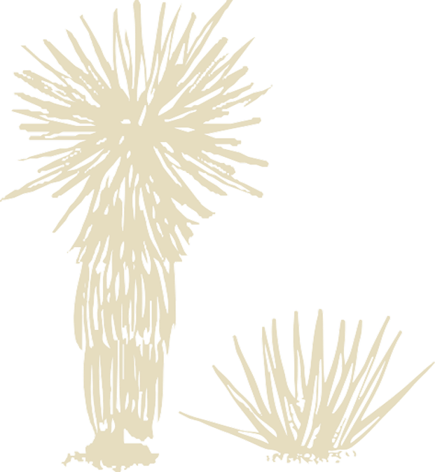 Simple beige line drawing of two desert cacti plants on a transparent background, one tall with spiky leaves at the top and one smaller and rounder with spiky leaves.