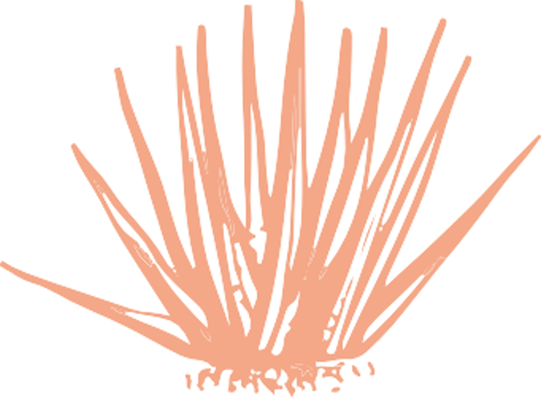 Stylized graphic of a spiky cactus silhouette in a salmon pink color on a transparent background.