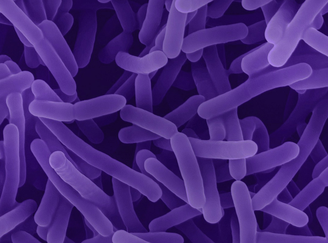 You and Your Microbiome explores the gut microbiome, why it matters, and how diet and herbal medicine influence gut health and balance.