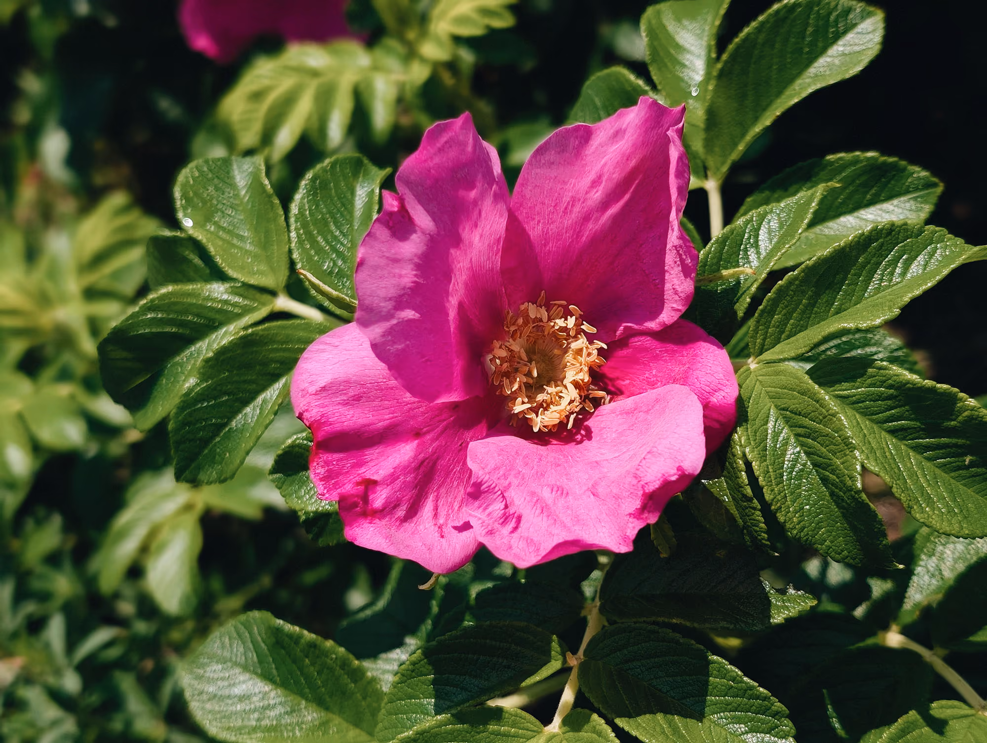 Bright pink wild rose flower surrounded by green leaves in natural sunlight.
